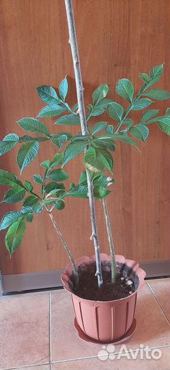 Аморфофаллус 