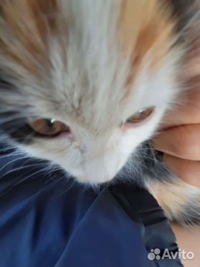 Котята отдам в добрые руки бесплатно