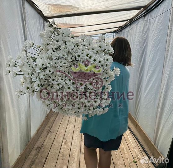 Хризантема Кустовая и Одноголовая / Букеты