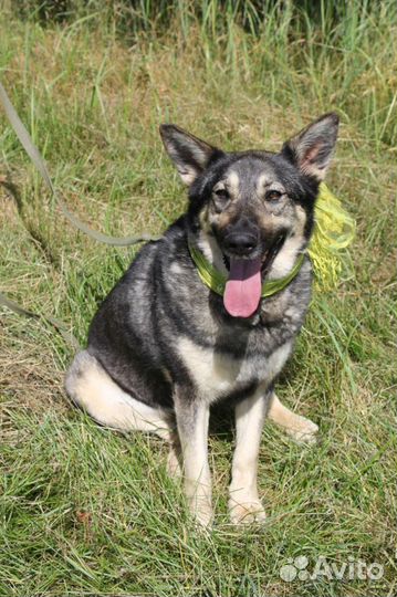 Собака в добрые руки, Ариэль