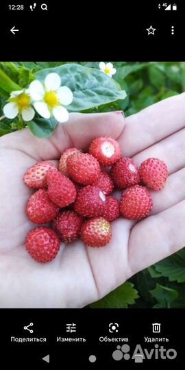 Земляника садовая