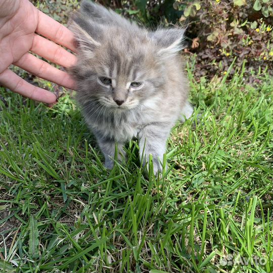 Котята мейн-кун