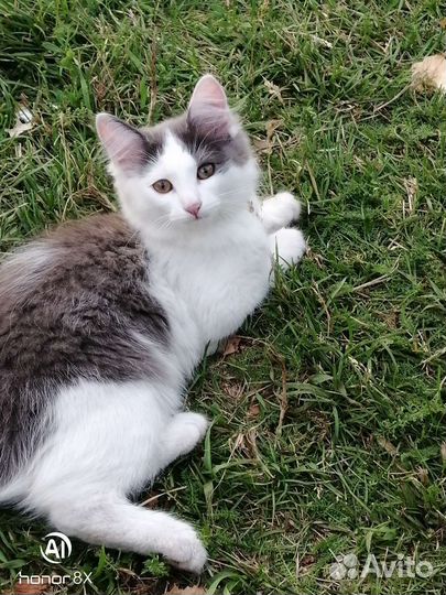 Кошка в дар