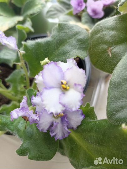 Фиалка сортовая