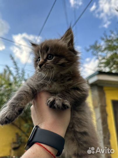 Котята мейн кун