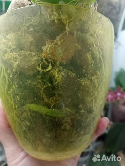 Орхидея Мадонна