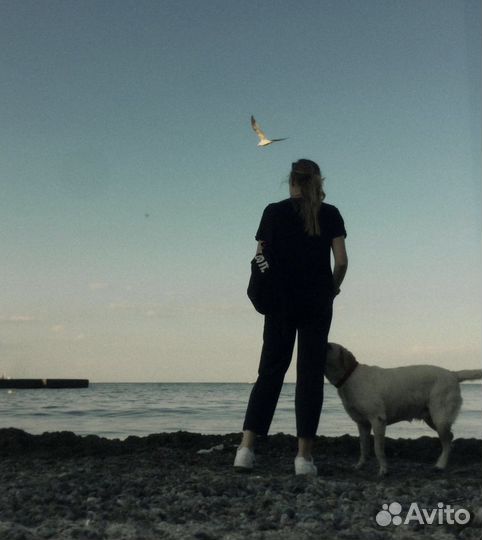 Выгул и передержка собак/питомцев/ догситтер