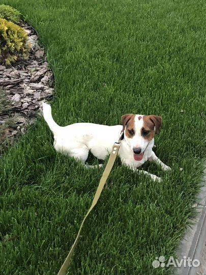 Вязка собак