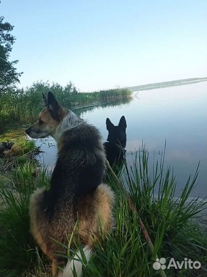 Собака в надёжные руки