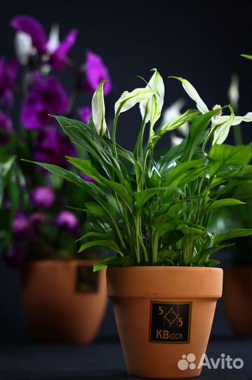 Комнатные домашние растения