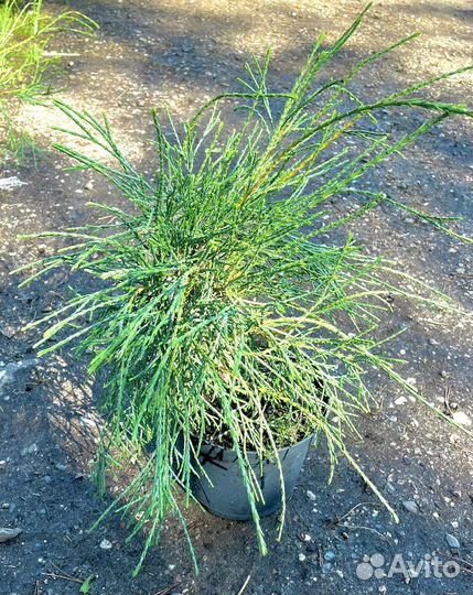 Туя Смарагд, Даника/Рейнголд/Филиформис/Мики