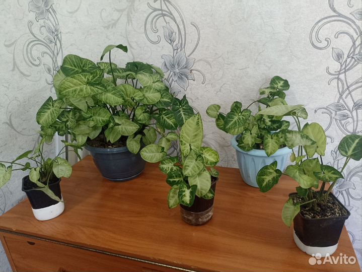 Продам сингониум