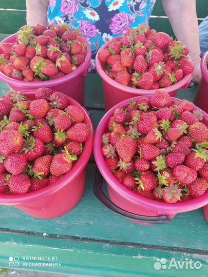 Клубника малина черника