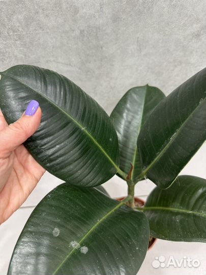Фикус Лирата домашние растения