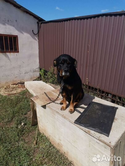 Щенки ротвейлера бесплатно