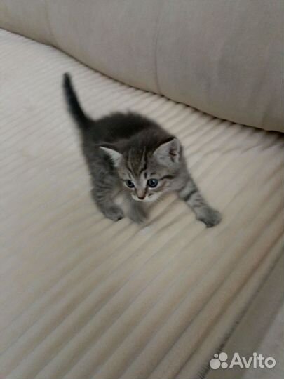 Отдам кошечку