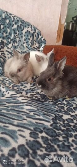 Декоративные карликовые кролики