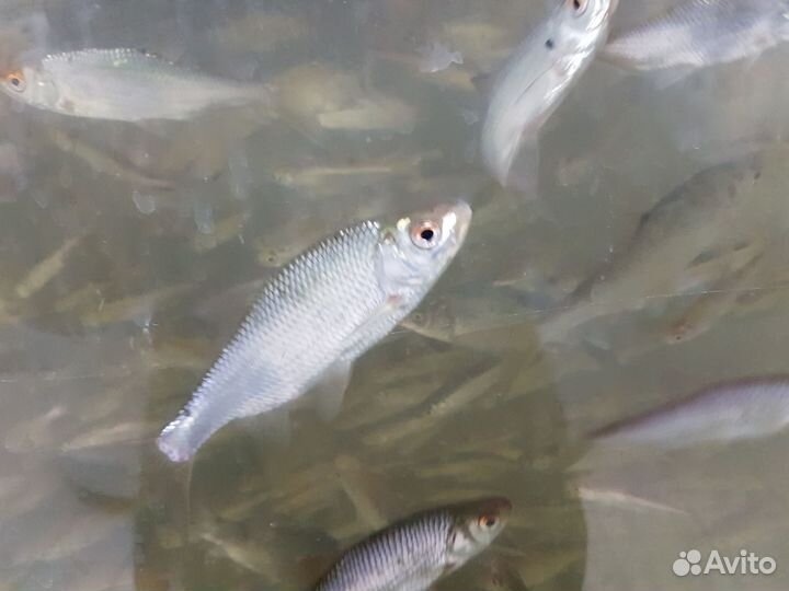 Живец карась, плотва