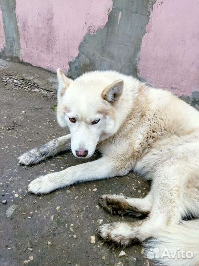 Найдена собака