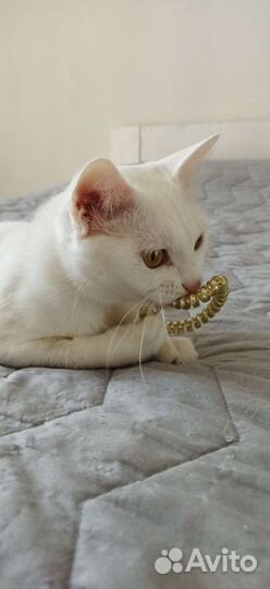 Кошечка Поля в поисках семьи