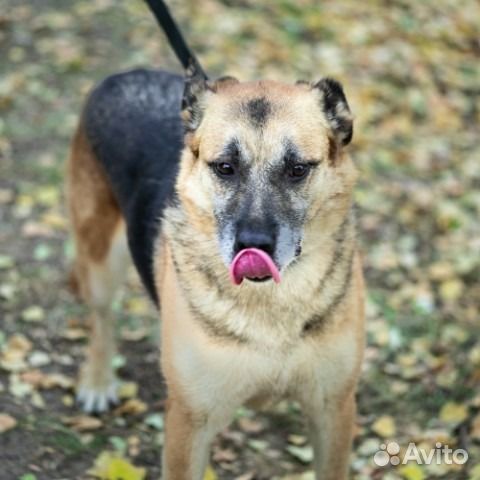 Собака в добрые руки в дар