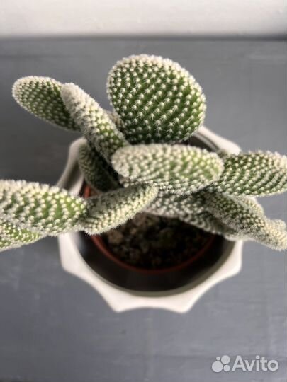 Кактус Опунция