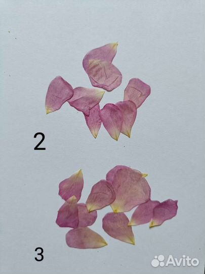 Сухоцветы. Гербарий