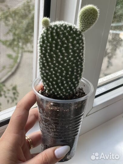 Кактус опунция