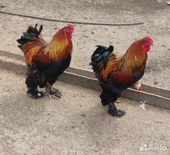 Домашние куриные яйца на инкубатор