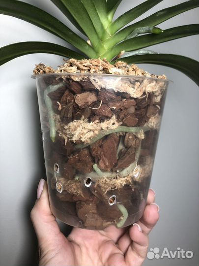 Орхидея Joy Fairy Tale