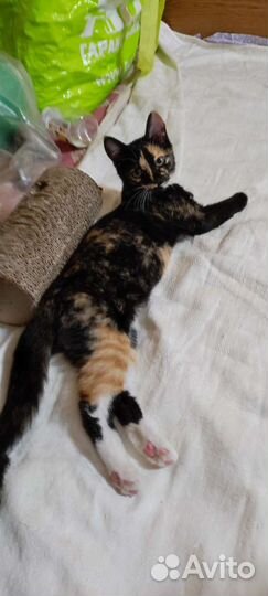 Котята