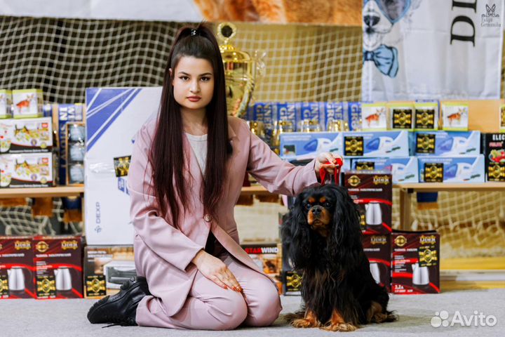 Кавалер Кинг Чарльз Спаниель кобель на вязку