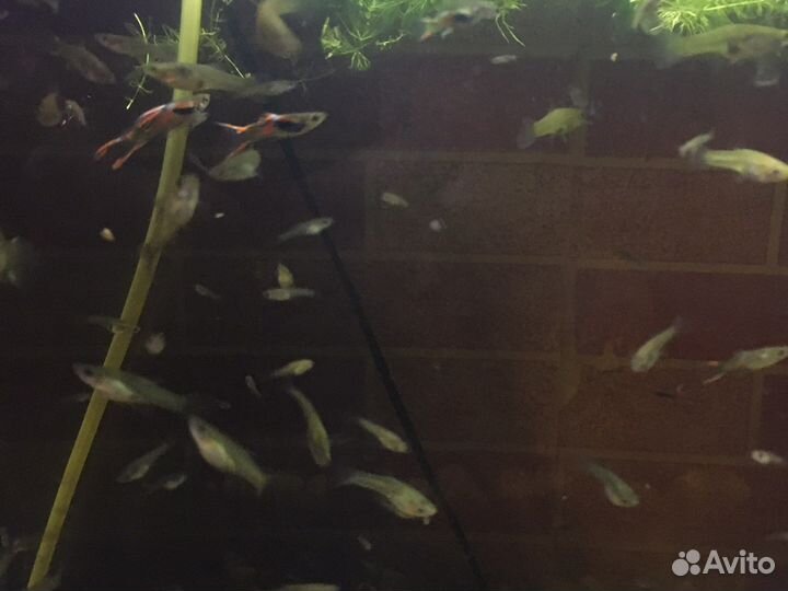 Аквариумные рыбки гуппи и растения бесплатно