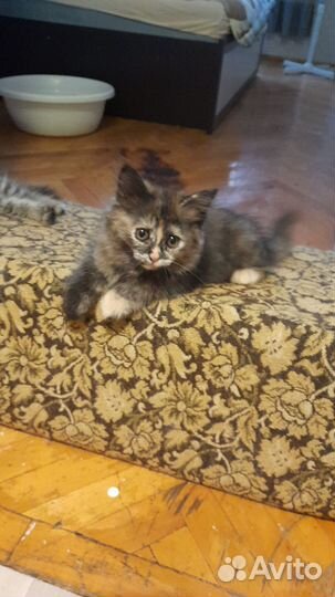 В добрые руки бесплатно