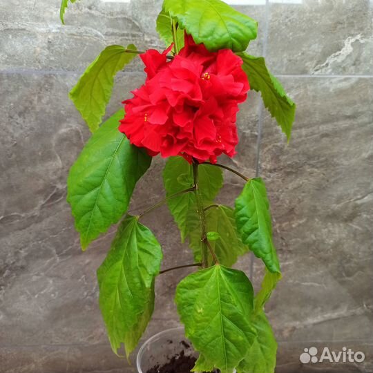 Гибискус сортовой красный махровый