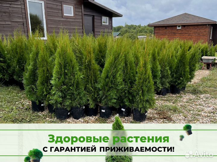 Туи смарагд 100 см свежая копка 2023