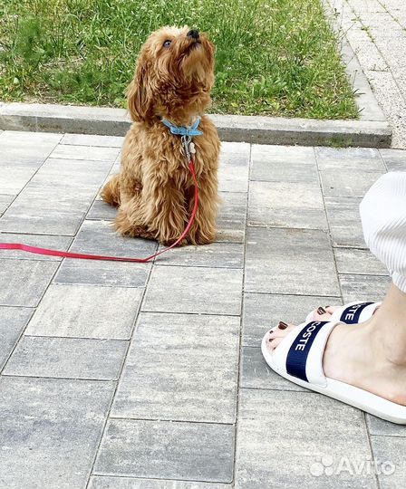 Кинолог, дрессировка