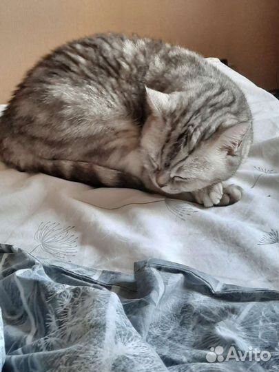 Британская кошка