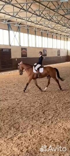 Верховая езда