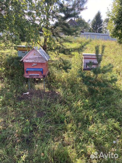 Ульи, пчелы и пчелиный инвентарь