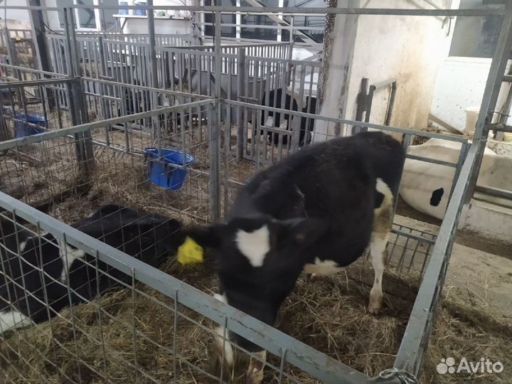 Телочки 1 - 2 мес