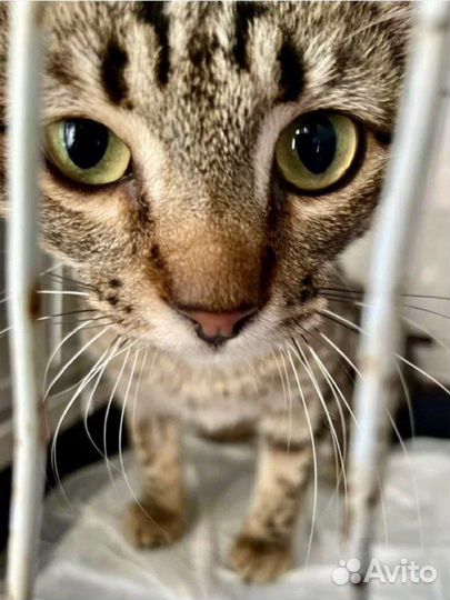 Особенный котёнок девочка в добрые руки