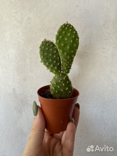 Кактус опунция