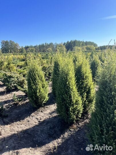 Можжевельник “Скайрокет” бесплатной доставкой