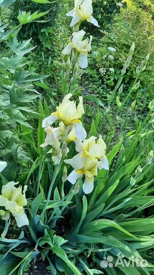 Цветы садовые