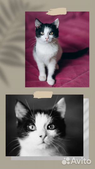 Котенок в добрые руки