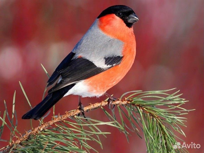 Коноплянки, снегири, щеглы и др. птицы