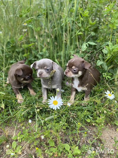 Лиловые и шоколадные щенки чихуахуа