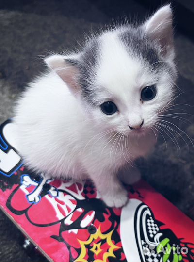 Домашние животные бесплатно кошки