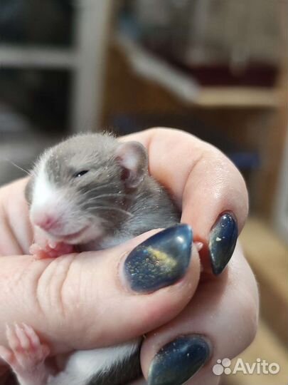 Крысята & мышата